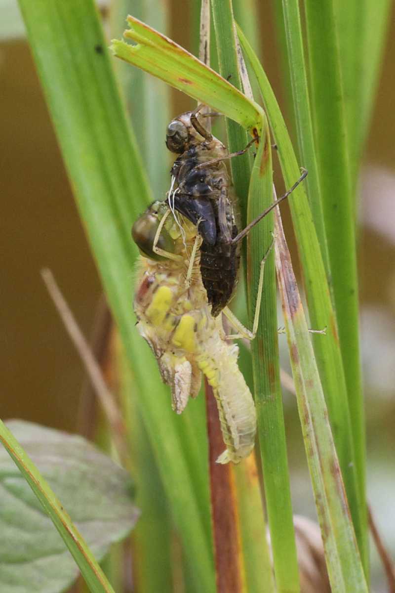 Libellula_depressa